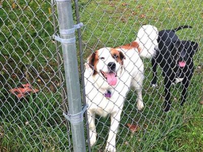 Chain Link Fencing Service