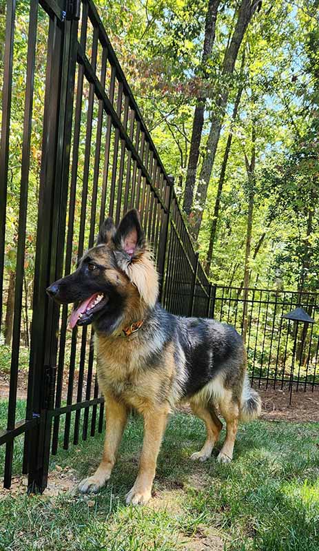 Residential Fencing Project